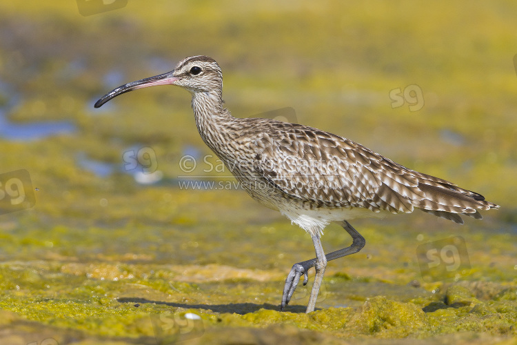 Eurasian Whimbrel